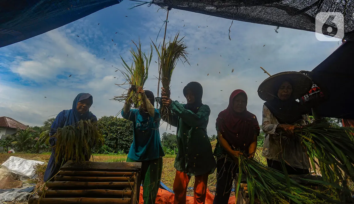 Di Bogor, harga gabah kering panen menembus Rp8.500 per kilogram. (merdeka.com/Arie Basuki)