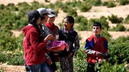 Anak-anak Suriah ambil bagian dalam proses pemetikan Damask atau Mawar Damask (Damascene Rose) yang populer di Kota al-Marah, sebelah utara ibu kota Damaskus, Suriah, (27/5/2020). (Xinhua/Ammar Safarjalani)