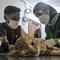 Dokter hewan melakukan sterilisasi kucing peliharaan di Radhiyan Pet and Care, Rawamangun, Jakarta Timur, Senin (20/6/2022). Dinas KPKP DKI Jakarta dan klinik hewan dan komunitas pecinta kucing menggelar pemeriksaan hewan peliharaan seperti vaksin rabies dan sterilisasi secara gratis menyambut HUT ke-495 Jakarta. (merdeka.com/Iqbal S. Nugroho)