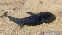 Misteri Anak Hiu Paus Mati di Kendari