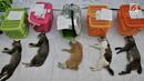 Sejumlah kucing diletakkan ke tempat khusus usai dikebiri di Kantor Kecamatan Duren Sawit, Jakarta, Rabu (27/2). Program kebiri kucing jantan ini dalam rangka menekan angka populasi dan mencegah rabies. (Merdeka.com/Iqbal S. Nugroho)