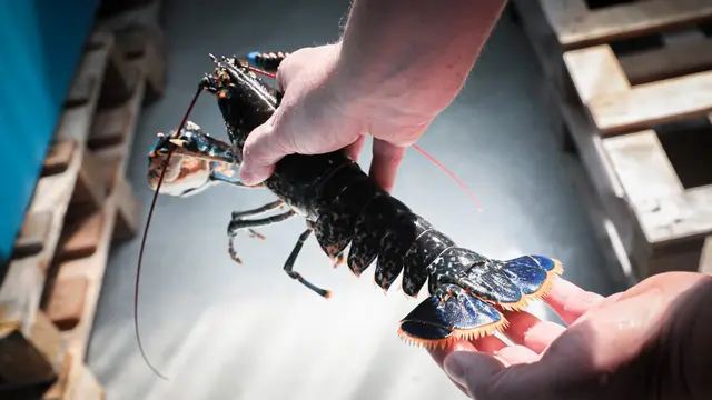 9 Jenis Udang yang Banyak Dijumpai di Pasar Indonesia, Mana Favoritmu?