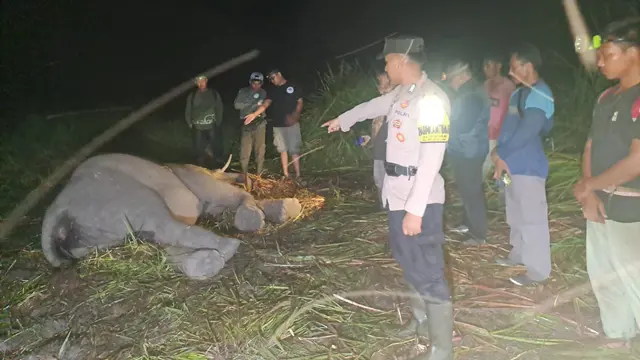 Proses evakuasi gajah jinak yang ditemukan mati oleh petugas Taman Nasional Way Kambas (TNWK). Foto : (Istimewa).