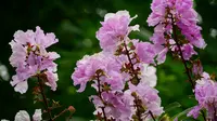 7 Pohon Peneduh yang Cocok untuk Halaman Rumah, Bikin Sejuk Sekaligus Mempercantik Taman