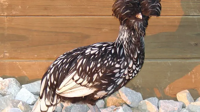 Ayam Poland Jadi Perhatian di Pameran Florina 2016 