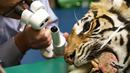 Petugas medis memeriksa mata harimau Bengal saat menjalani operasi mata ringan di Rumah Sakit Universitas Kedokteran Hewan di Camden, Sydney, Australia, Rabu (16/11). (AFP Photo/Toby Zerna)