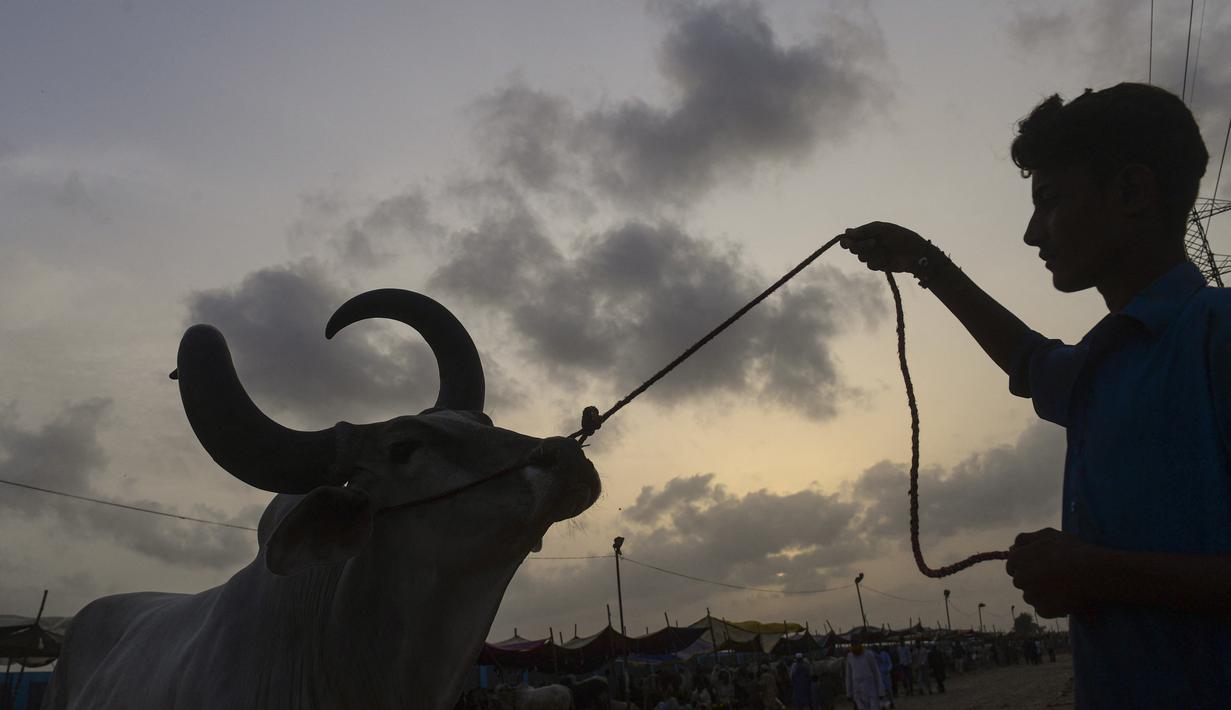 Seorang pedagang ternak menggiring seekor sapi di pasar ternak menjelang perayaan Idul Adha di kota pelabuhan Karachi, Pakistan (1/7/2022). Idul Adha merupakan salah satu hari raya umat Islam di dunia yang identik dengan penyembelihan hewan kurban bagi yang mampu. (AFP/Asif Hassan)