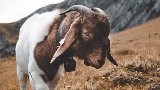 Kambing - Vania
