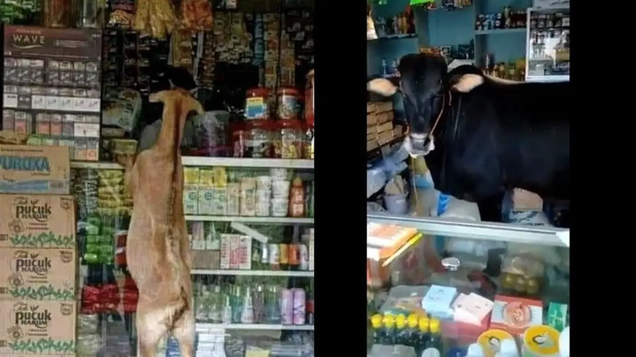 6 Potret Hewan Ada di Warung Ini Bikin Penjual Kaget, Kocak