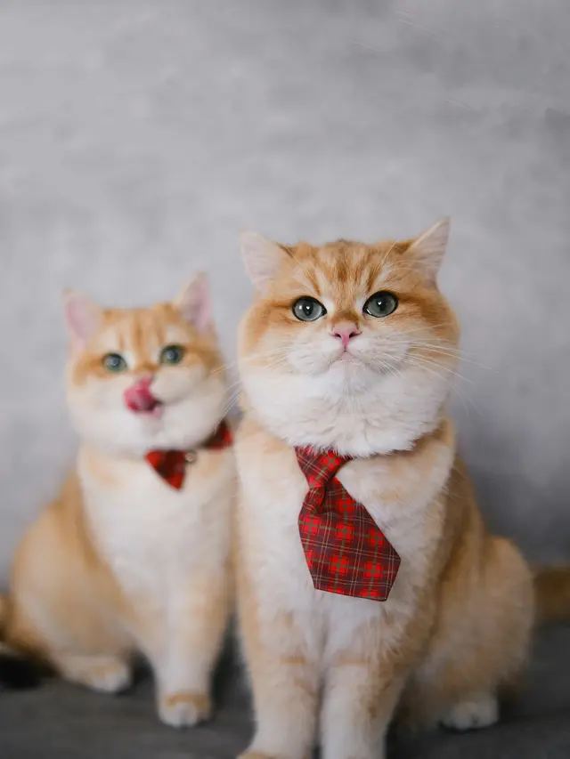 Ilustrasi Kucing