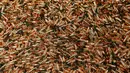 Ribuan peluru tipe 300 AAC Blackout di Pabrik peluru Barnes Bullets, Utah, Amerika Serikat, Rabu (6/1). (REUTERS/George Frey)