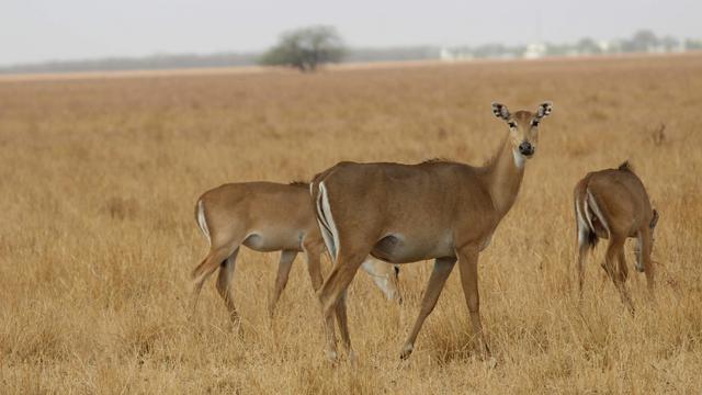 Blackbuck National Park