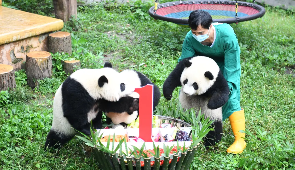 Seorang staf menggendong panda raksasa mendekati kue ulang tahun di Kebun Binatang Chongqing, China (23/6/2020). Kebun Binatang Chongqing menggelar  pesta ulang tahun empat ekor panda raksasa yang menginjak usia satu tahun, yakni Shuangshuang, Chongchong, Xixi, dan Qingqing. (Xinhua/Tang Yi)