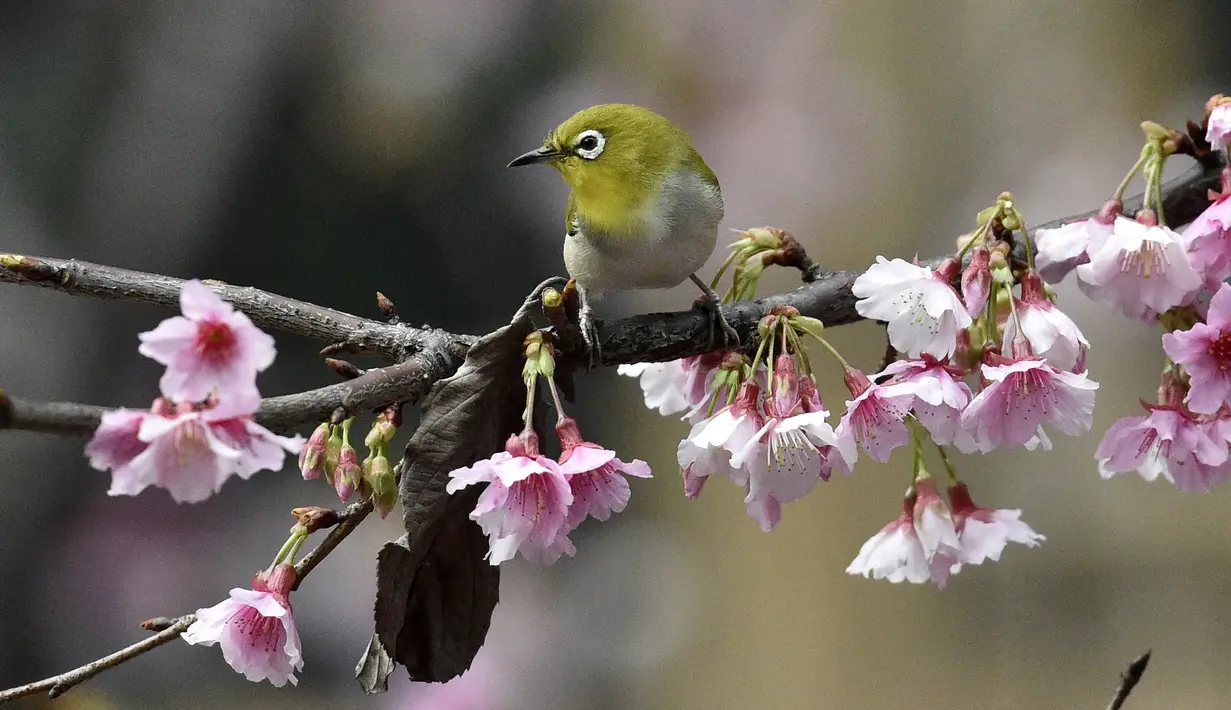 Di Jepang, keberadaan burung Pleci ini menjadi daya tarik tersendiri bagi wisatawan yang berkunjung ke Negara Sakura tersebut, Taipe, Kamis (9/3). (AFP PHOTO/ Sam YEH)