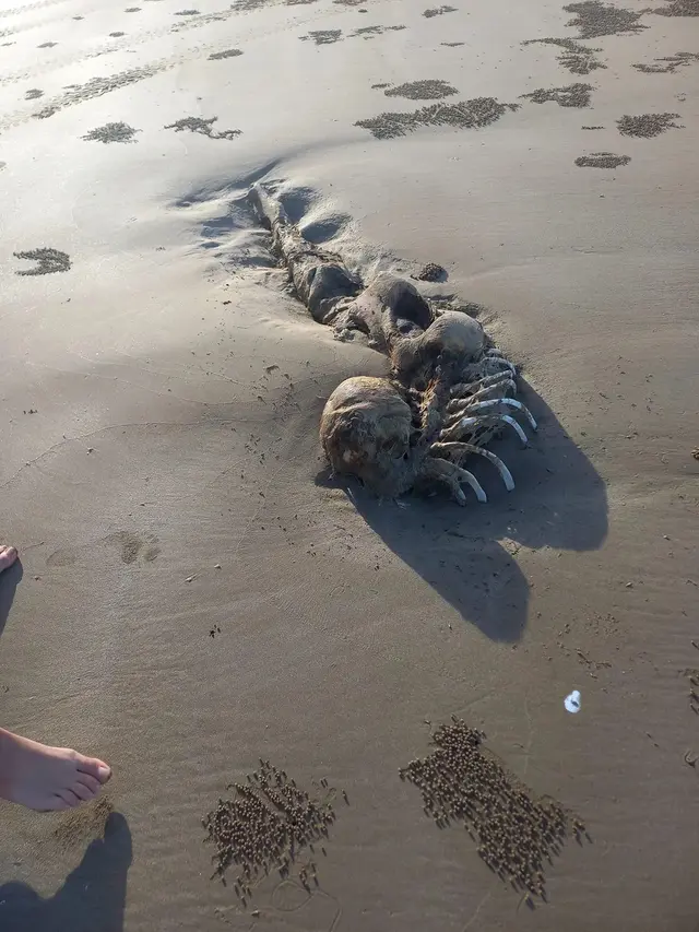 kerangka mirip mermaid di pantai Australia