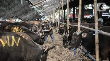 Petugas mendata sapi yang akan dijadikan hewan kurban di Rumah Pemotongan Hewan (RPH) PD Dharma Jaya, Cakung, Jakarta, Kamis (30/7/2020). Menjelang Hari Raya Idul Adha 2020, RPH PD Dharma Jaya melakukan berbagai persiapan. (merdeka.com/Iqbal S. Nugroho)
