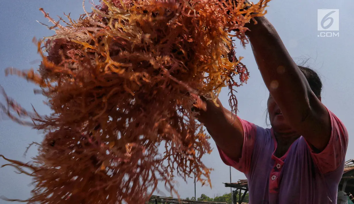 Warga tengah memilah rumput laut di Kawasan Pulau Panggang, Kepulauan Seribu, Jakarta, Rabu (18/9/2019). Hasil laut tersebut dijual dengan harga Rp7000 per kilogram untuk memenuhi kebutuhan rumah tangga sehari-hari yang rata-rata mata pencahariannya adalah Nelayan. (Liputan6.com/Johan Tallo)