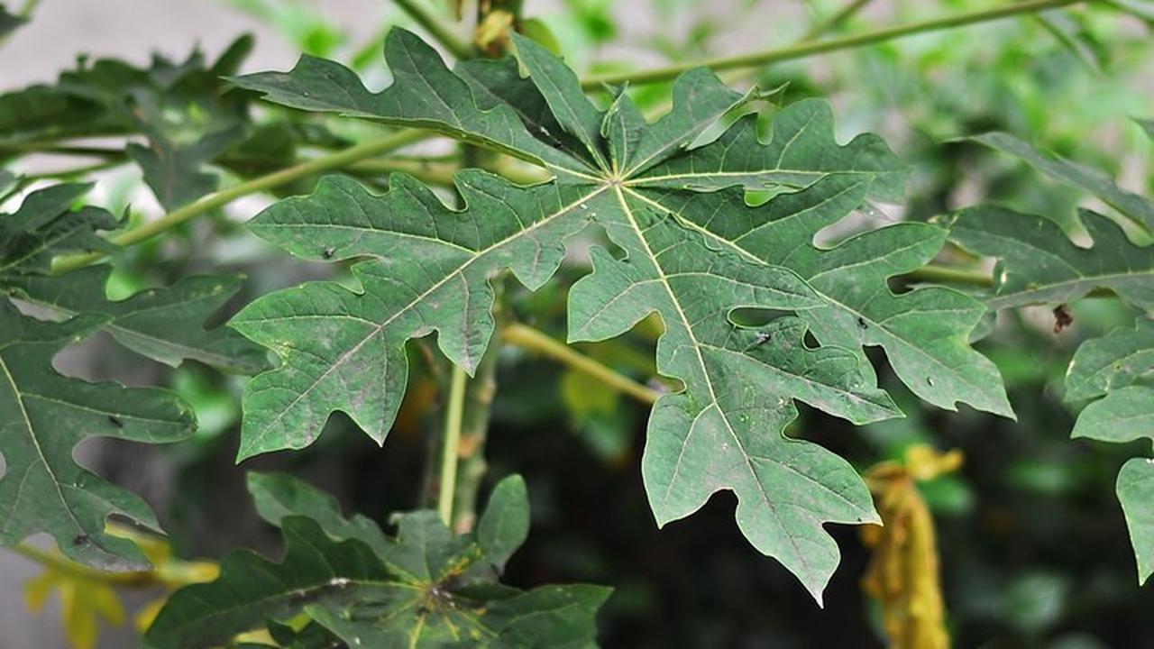Daun pepaya di pohon sebelum dipetik