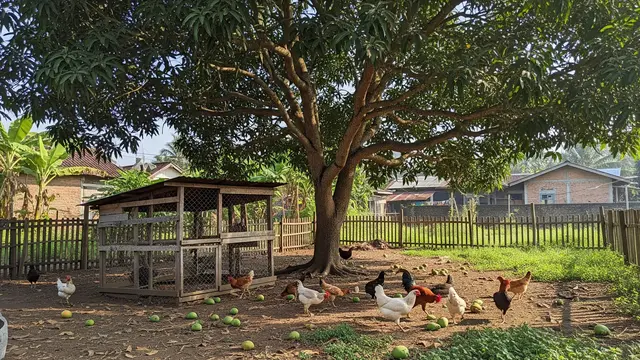 Tanaman Peneduh Alami untuk Kebun Ayam Pohon Mangga