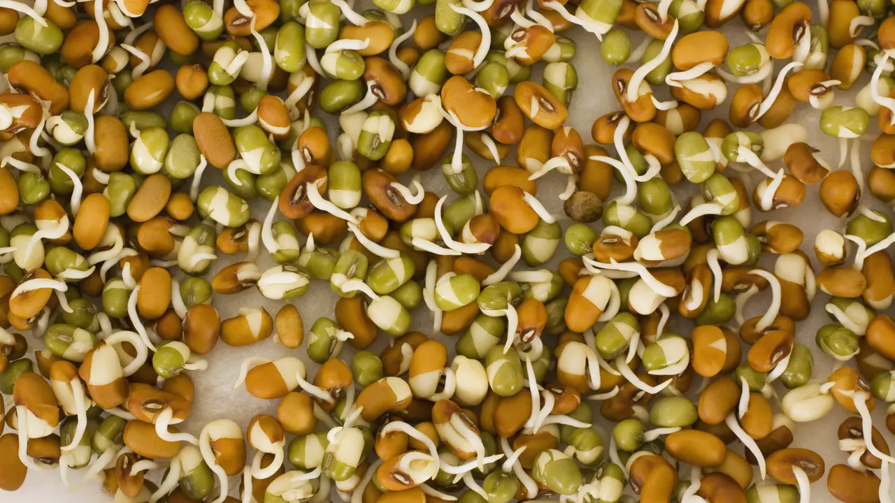 manfaat kacang hijau