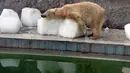 Seekor beruang kutub, Szeriy, berbaring di atas balok es raksasa di Kebun Binatang dan Kebun Raya Budapest, Hungaria, 4 Agustus 2017. Sebelas negara bagian selatan dan tengah Eropa mengeluarkan peringatan cuaca panas yang ekstrim. (ATTILA KISBENEDEK/AFP)