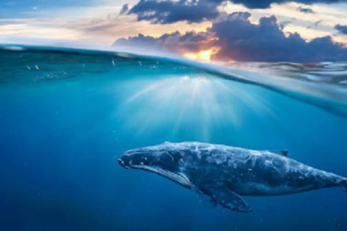 Ilustrasi ikan paus (iStock)