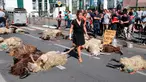 Seorang wanita berjalan melewati domba-domba yang mati oleh serangan beruang di sub-prefektur Bayonne, Prancis, Senin (2/9/2019). Petani memprotes meningkatnya serangan beruang terhadap kawanan domba di pegunungan Pyrenees. (AP Photo Bob Edme)