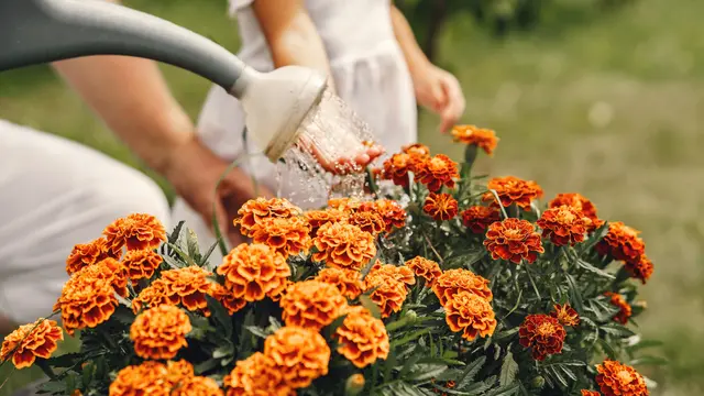 Cara Merawat Bunga Marigold agar Subur dan Rajin Berbunga