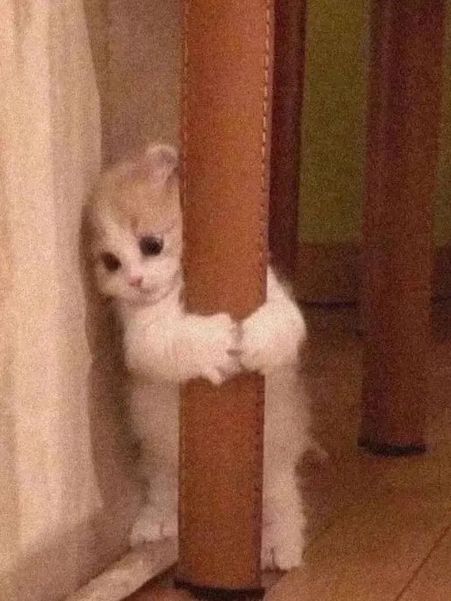 7 Potret Gemas Kucing Ketakutan Ini Lucu Banget, Sampai Dipeluk Anjing