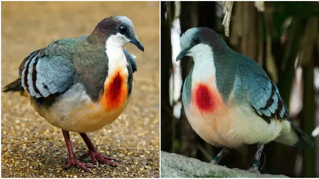 Merpati 'Dada Berdarah' di Filipina