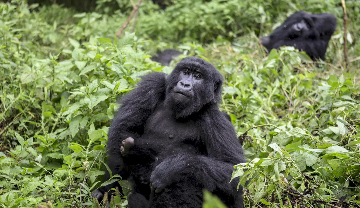 Gorila saat bermain di Mgahinga Gorilla National Park, Uganda, Jumat (20/11/2015). Gorila yang ada di taman nasional ini merupakan gorila dari kelompok Nyakagezi. (REUTERS/Edward Echwalu)