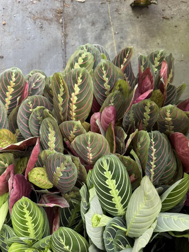 Maranta Leuconeura (Prayer Plant