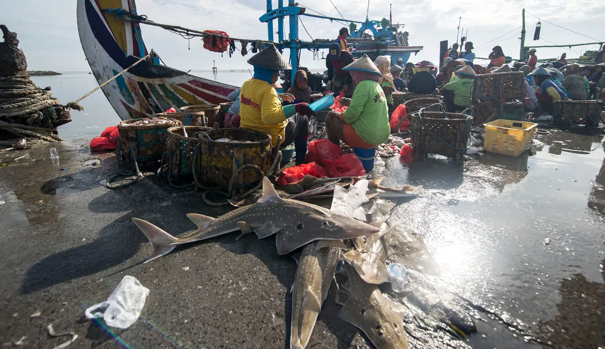 Nelayan mengolah ikan hasil tangkapannya, termasuk hiu, di sebuah tempat pelelangan ikan di Brondong, Lamongan, Jawa Timur, Senin (13/3). (AFP Photo/Juni Kriswanto)