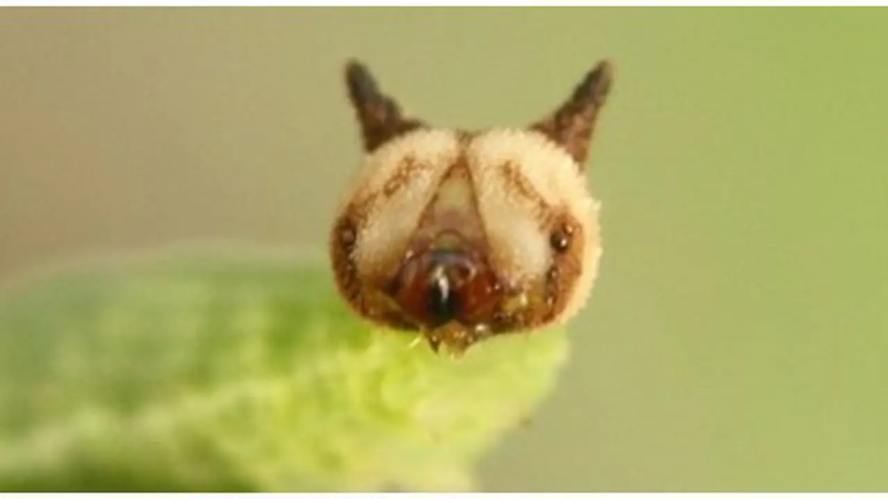 thefeaturedcreature.com