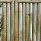 Ilustrasi bambu. (dok. Pixabay.com/MabelAmber )