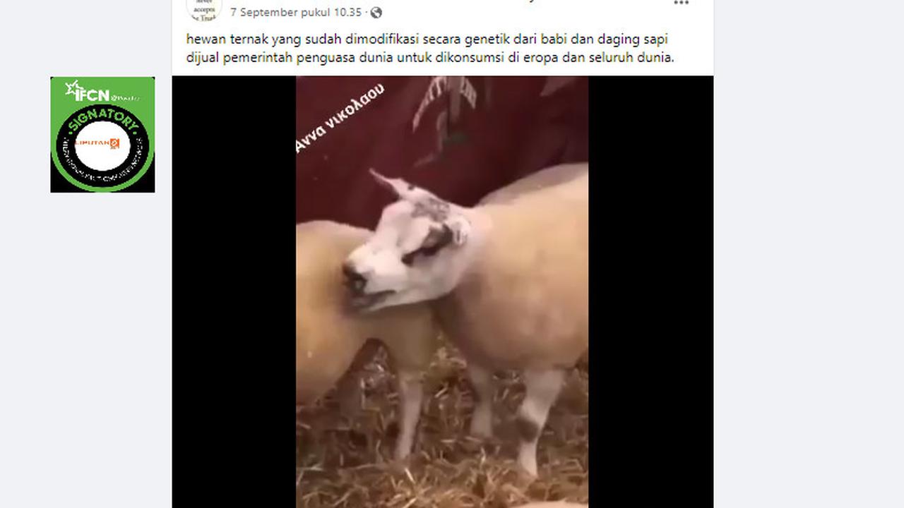 Tangkapan layar klaim video hewan ternak hasil modifikasi genetik antara babi dan sapi