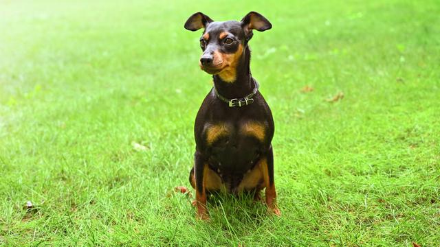 Miniature Pinscher