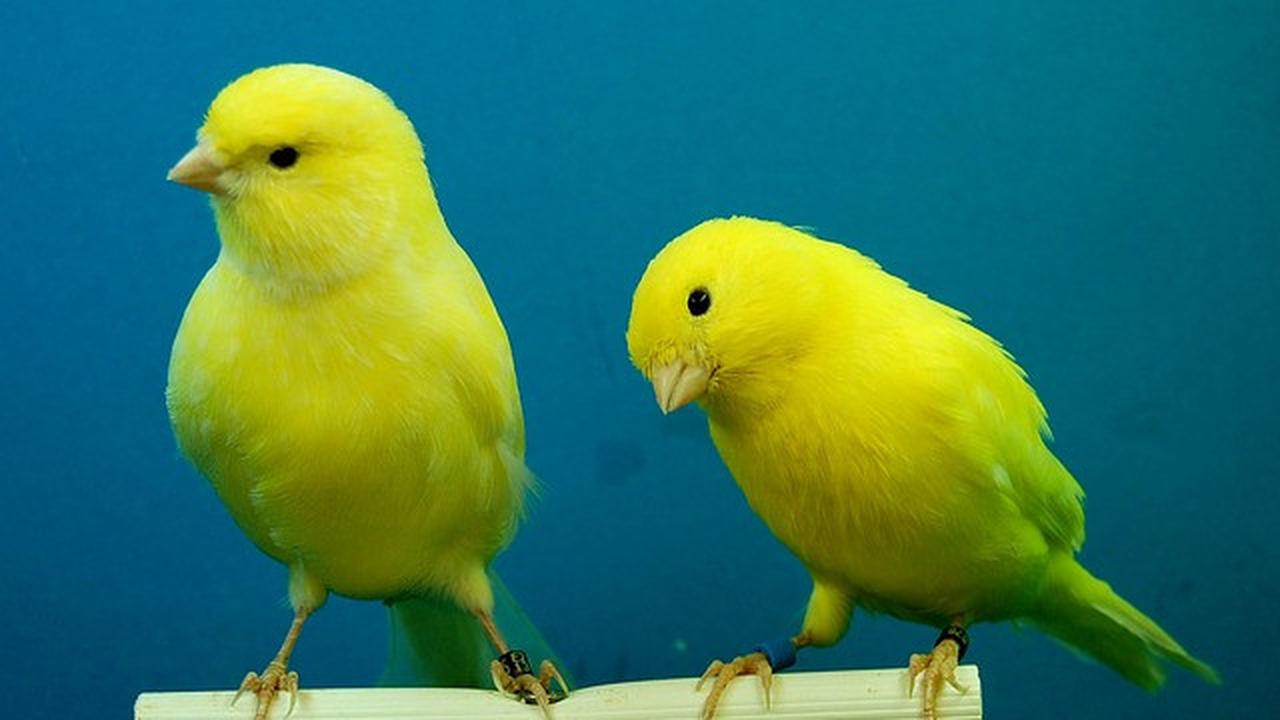 Ilustrasi burung kenari