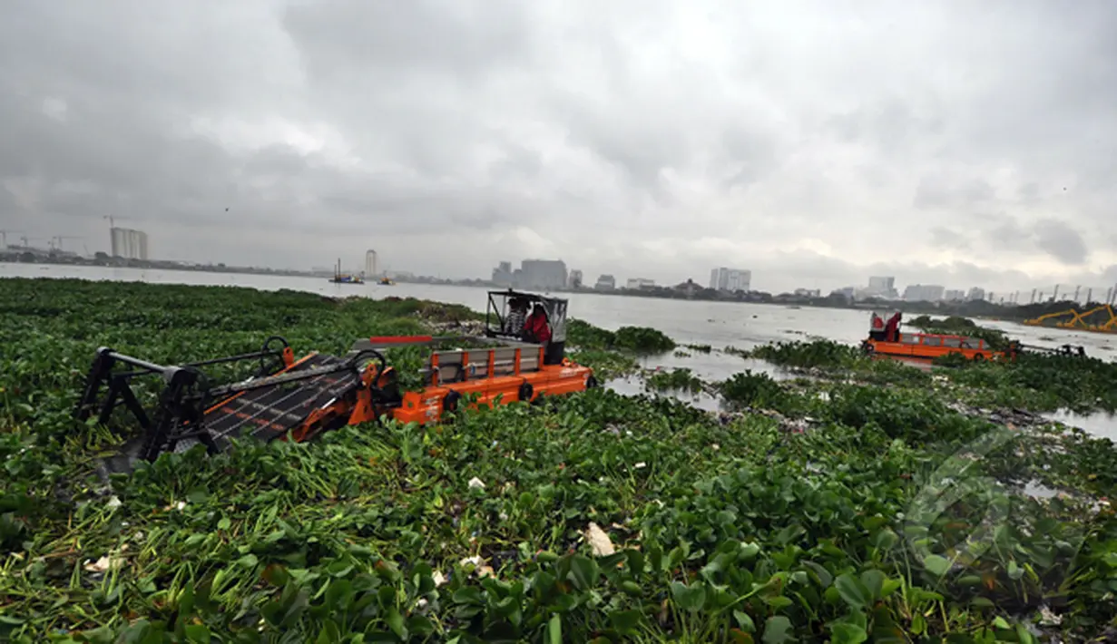 Setiap harinya petugas membersihkan eceng gondok guna melancarkan fungsi Waduk Pluit sebagai daerah resapan banjir, Jakarta, Rabu (11/2/2015).(Liputan6.com/Faizal Fanani)