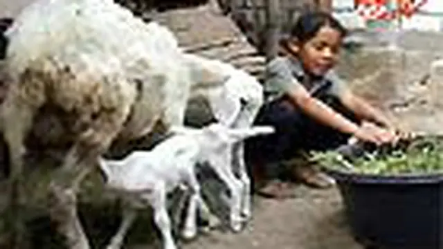Ajaib, Anak Kambing itu Berkaki Tujuh