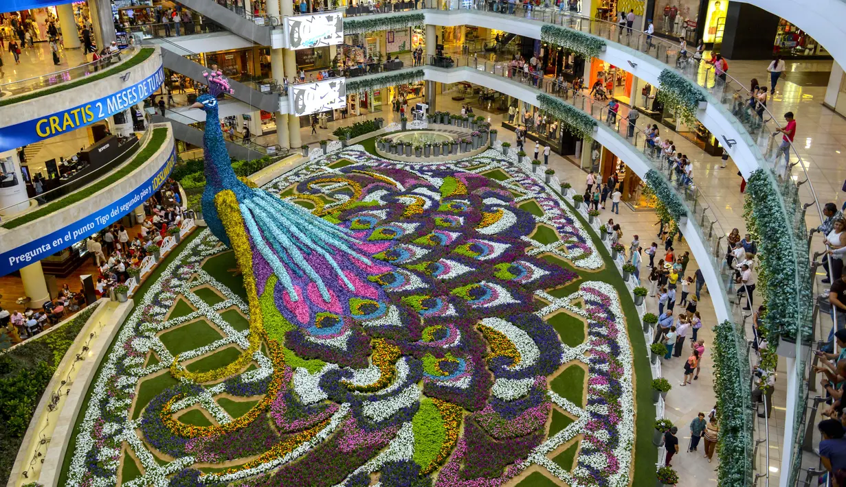 Merak raksasa yang ditampilkan selama Festival Bunga di Pusat Perbelanjaan Santa Fe di Medellin, Kolombia (3/8). Merak yang terbuat dari 182.000 bunga ini memiliki panjang 12 meter (40 kaki). (AFP Photo/Joaquin Sarmiento)