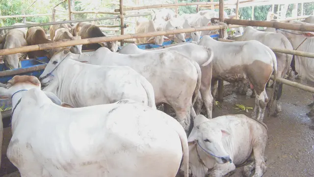 [Bintang] Mengintip Sapi Kurban Idul Adha Milik Jokowi di Jawa Timur