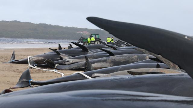 Penampakan Ratusan Paus Pilot yang Mati di Pantai Tasmania