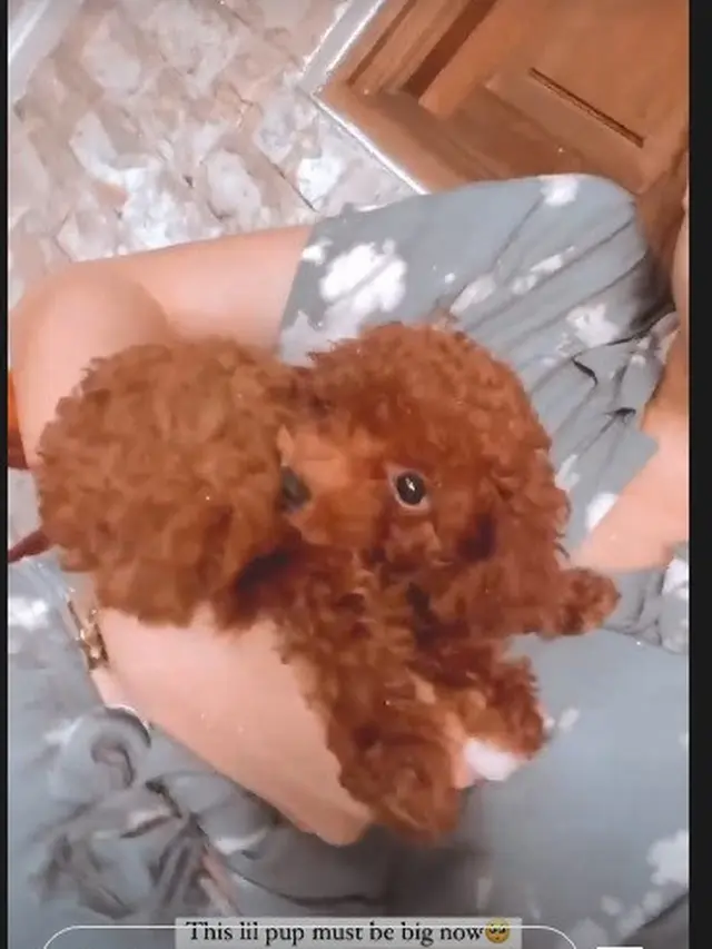 Yasmin Napper penasaran sudah sebesar apa anjingnya sekarang.