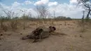 Bangkai gajah yang mati karena kekeringan tergeletak di Taman Nasional Hwange, Zimbabwe, Selasa (12/11/2019). Lebih dari 200 gajah di Taman Nasional Hwange mati akibat kekeringan. (ZINYANGE AUNTONY/AFP)