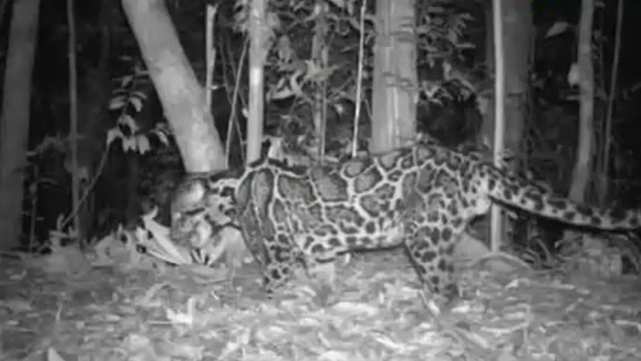 Macan Dahan yang Terlupakan