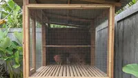 7 Kesalahan Membuat Kandang Minimalis yang Bikin Ayam Stres dan Mudah Sakit