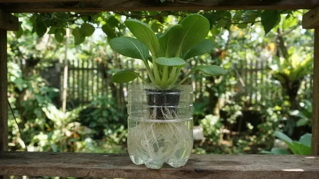 Cara Menanam Pakcoy di Botol Plastik