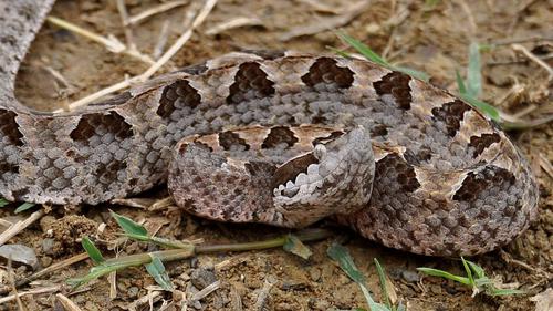 Porno oz sevgilisi bilan jinsiy aloqada bolishga chaqirdi