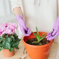 Tips merawat lidah buaya./Copyright shutterstock.com/g/Galina%2BTsyrulnik